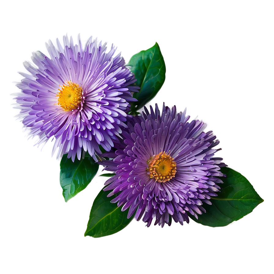 Purple Aster Png Fjw49