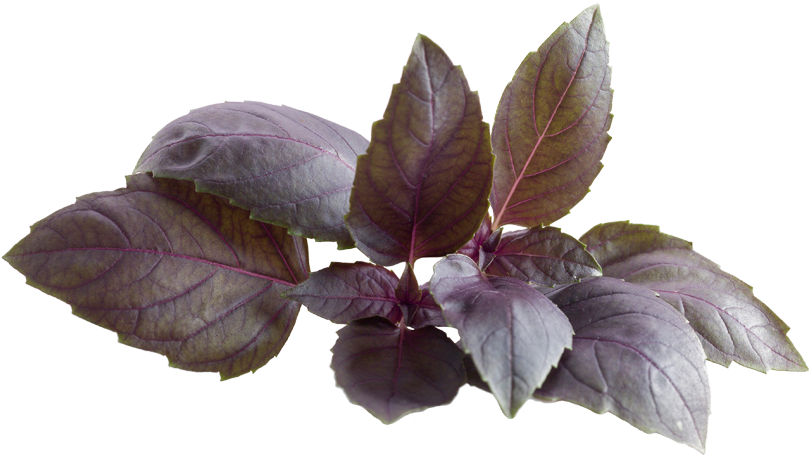 Purple Basil Leaves.png