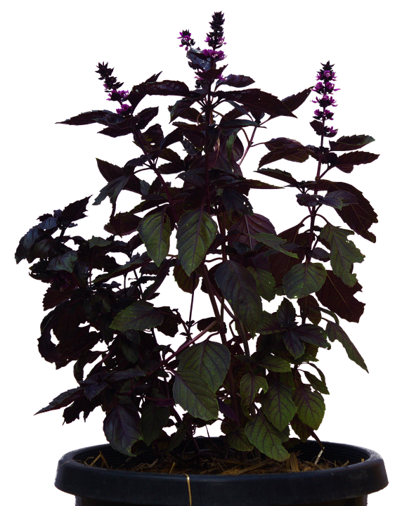 Purple Basil Plantin Pot