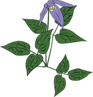 Purple Bell Flower Illustration