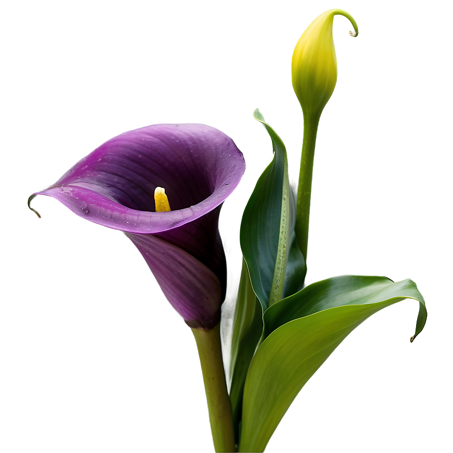 Purple Calla Lily Png 8