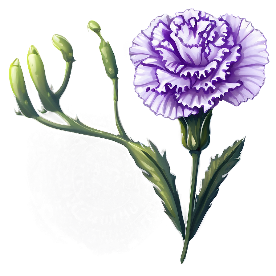 Purple Carnation Illustration Png Alb