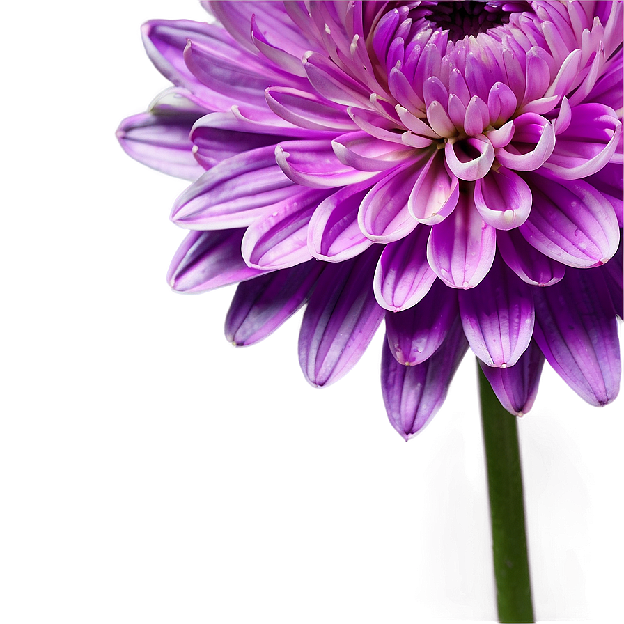 Purple Chrysanthemum Detail Png 2