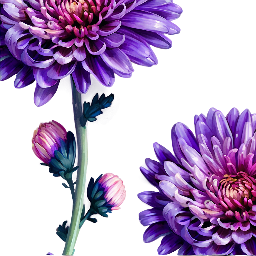 Purple Chrysanthemum Detail Png Bcj57