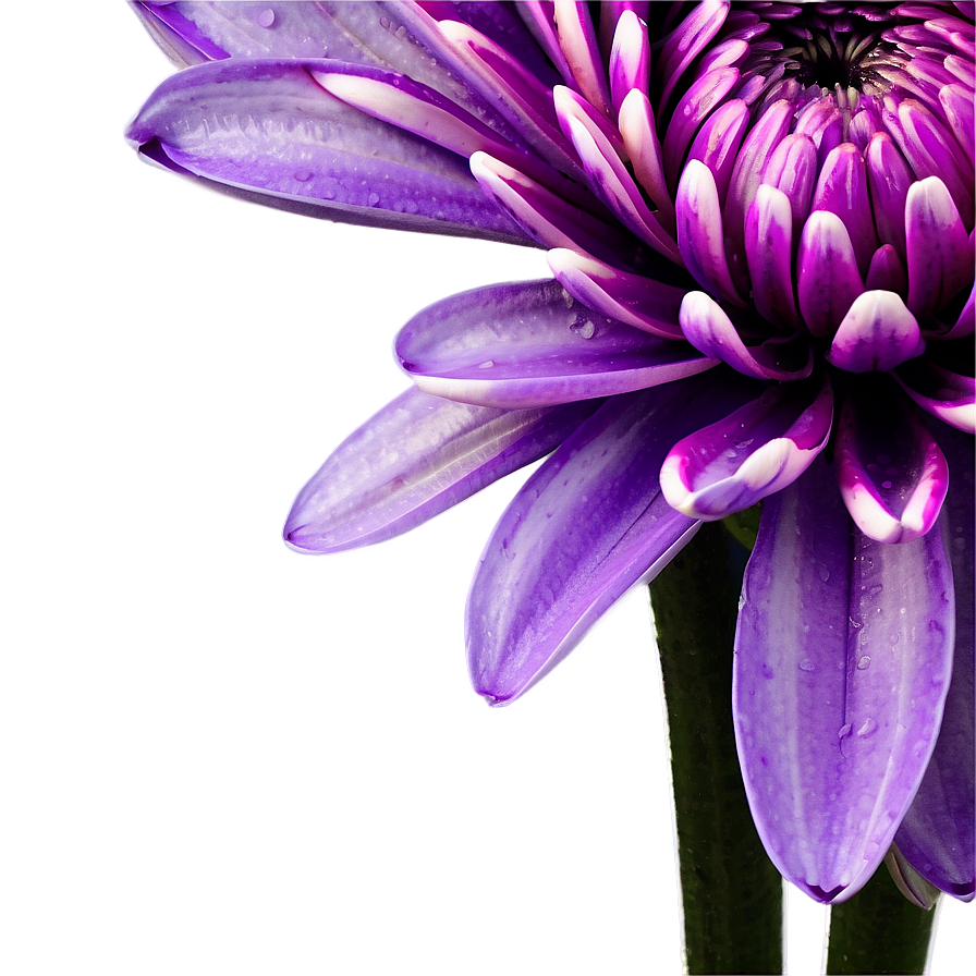 Purple Chrysanthemum Detail Png Xmr25