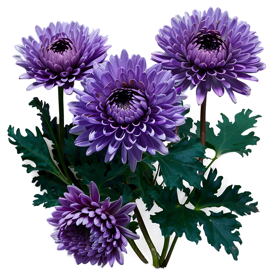 Purple Chrysanthemum Png 05242024