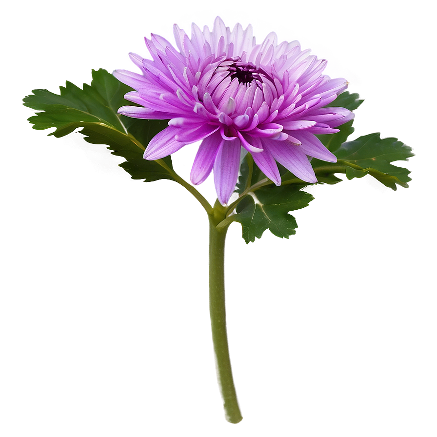 Purple Chrysanthemum Png 83