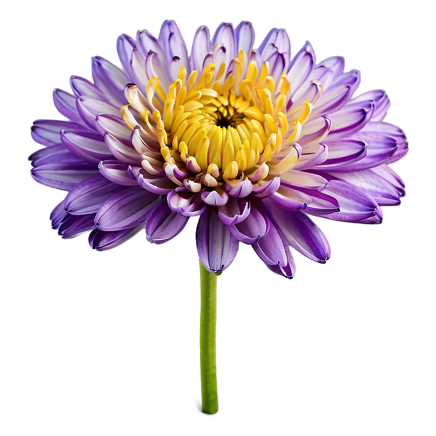 Purple Chrysanthemum Png Iby