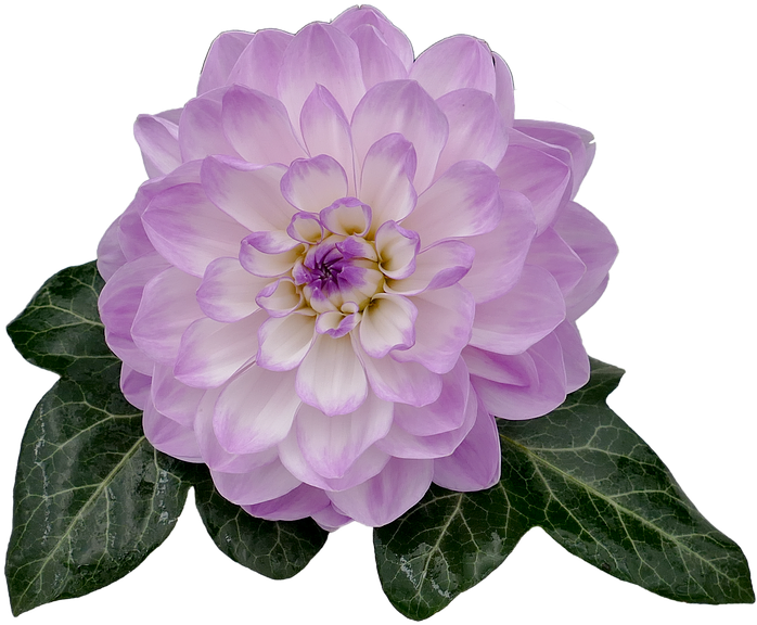 Purple Dahlia Flower Transparent Background