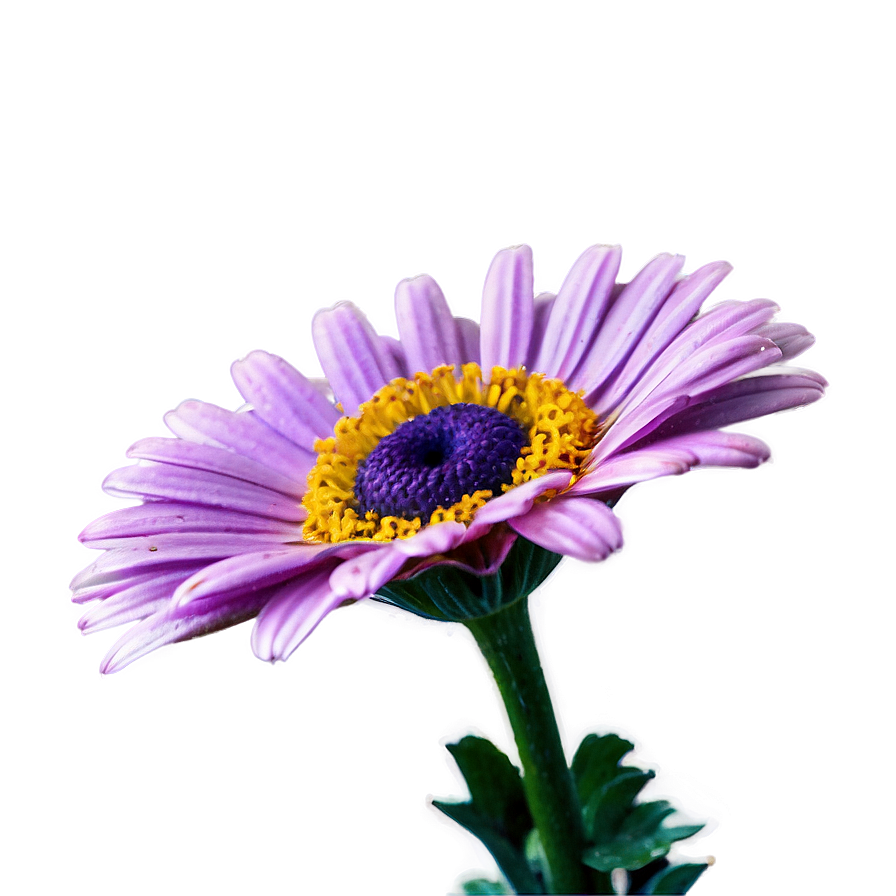 Purple Daisy Png 77