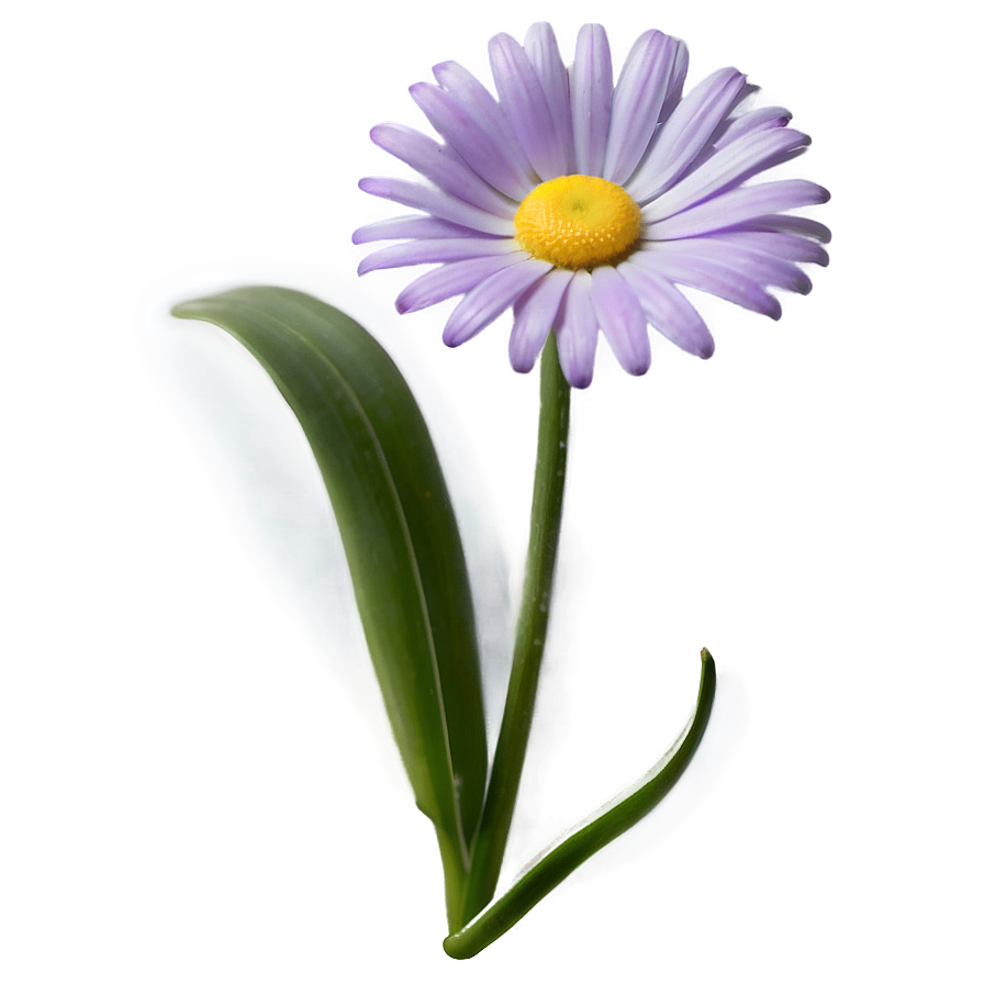 Purple Daisy Png 85