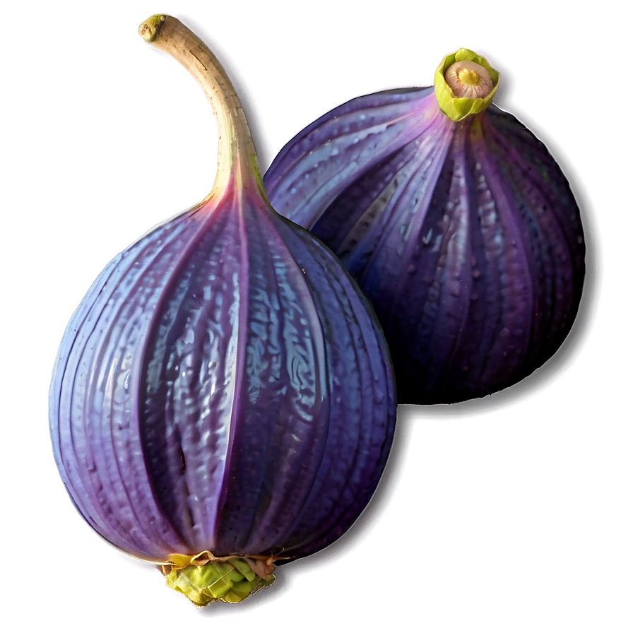 Purple Fig Drawing Png 06202024