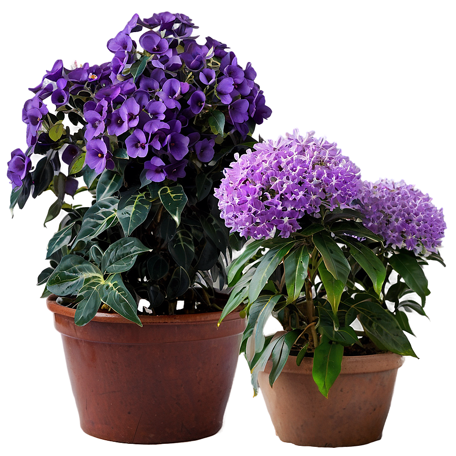 Purple Flower Bush Png Nws