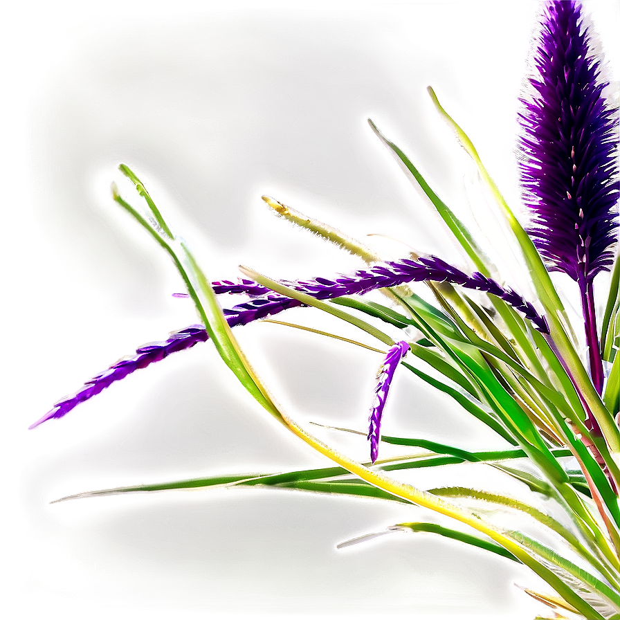 Purple Fountain Grass Png 06212024