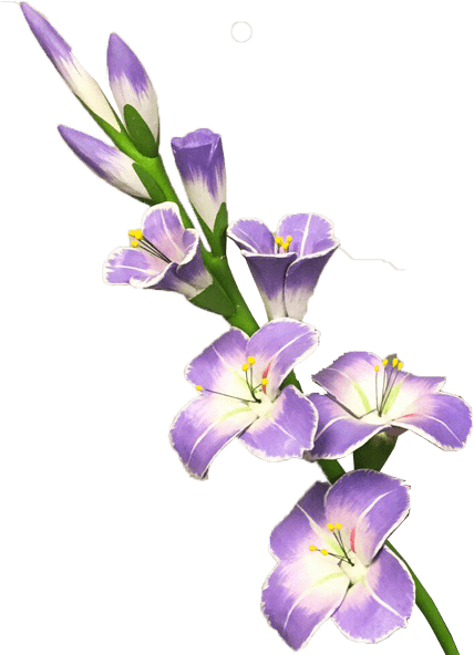 Purple Gladiolus Flowers Transparent Background