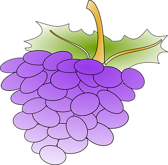 Purple Grapes Vector Illustration