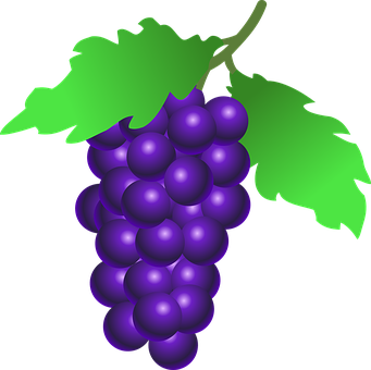 Purple Grapes Vector Illustration