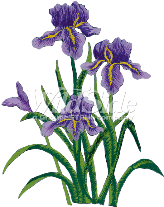 Purple Iris Flowers Illustration