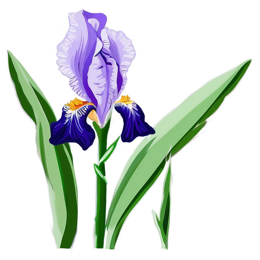 Purple Iris Illustration Png 06122024