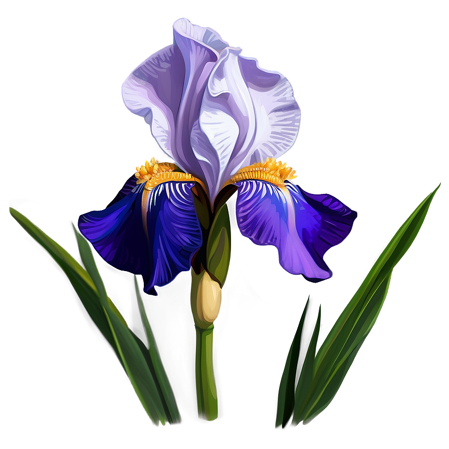 Purple Iris Illustration Png 80