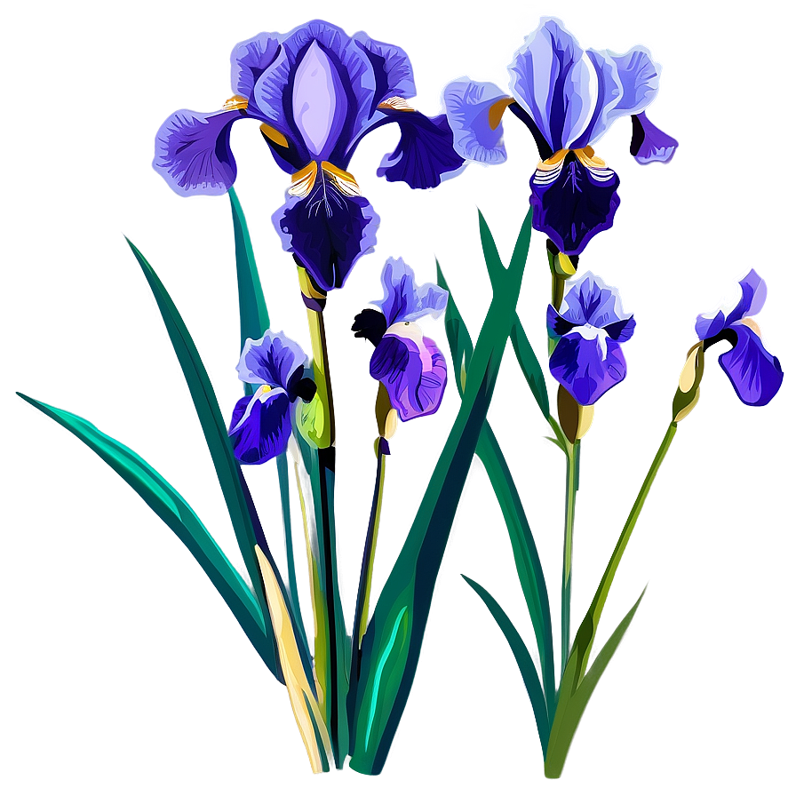 Purple Iris Illustration Png Eds85