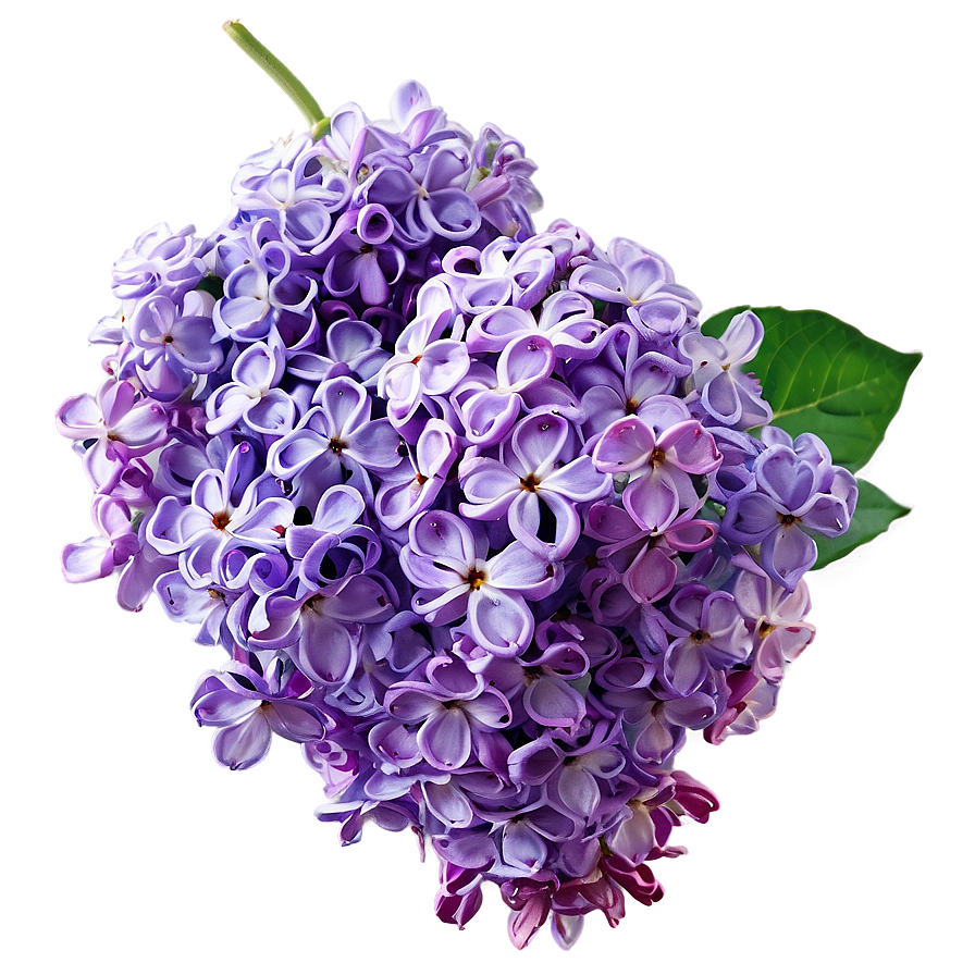 Purple Lilac Png Kcb