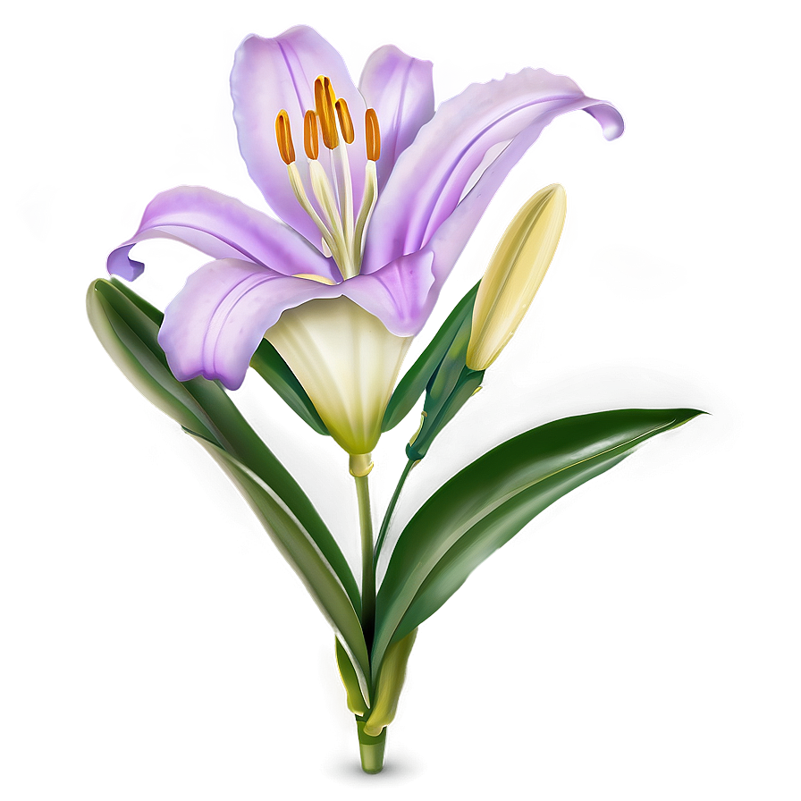 Purple Lily Flower Png Ijq