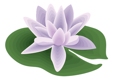 Purple Lotus Vector Illustration