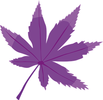 Purple Maple Leaf Graphic