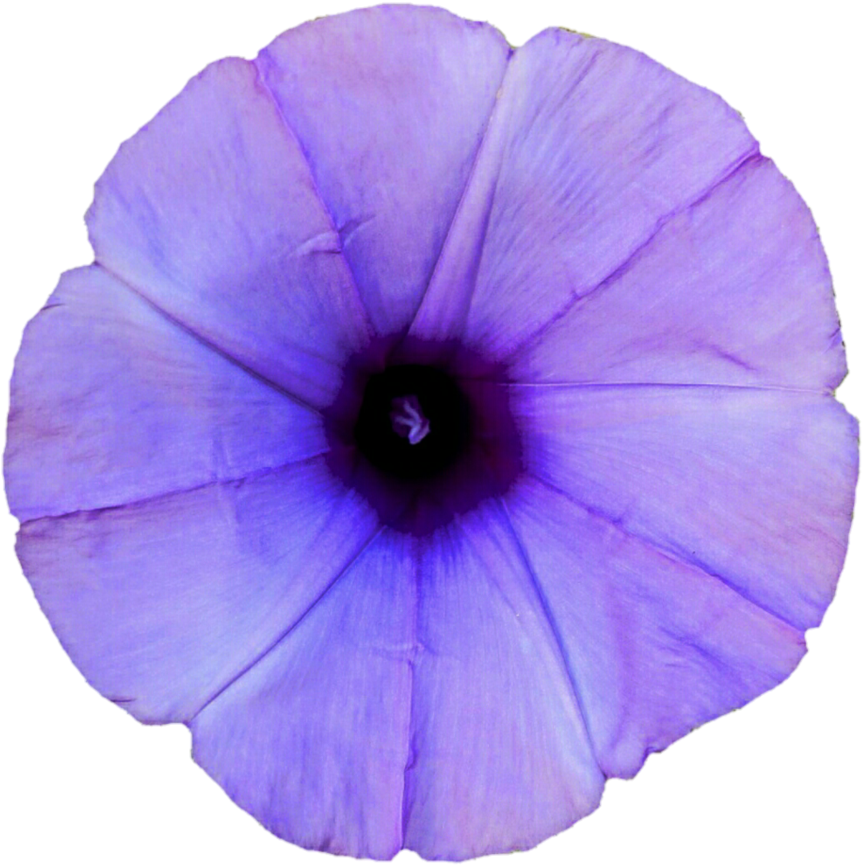 Purple Morning Glory Flower