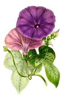 Purple Morning Glory Illustration