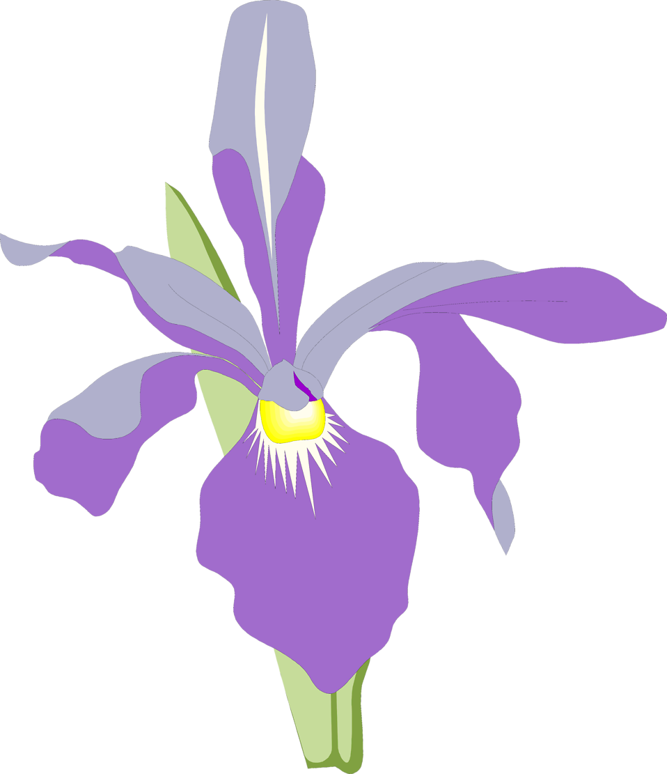 Purple Orchid Illustration