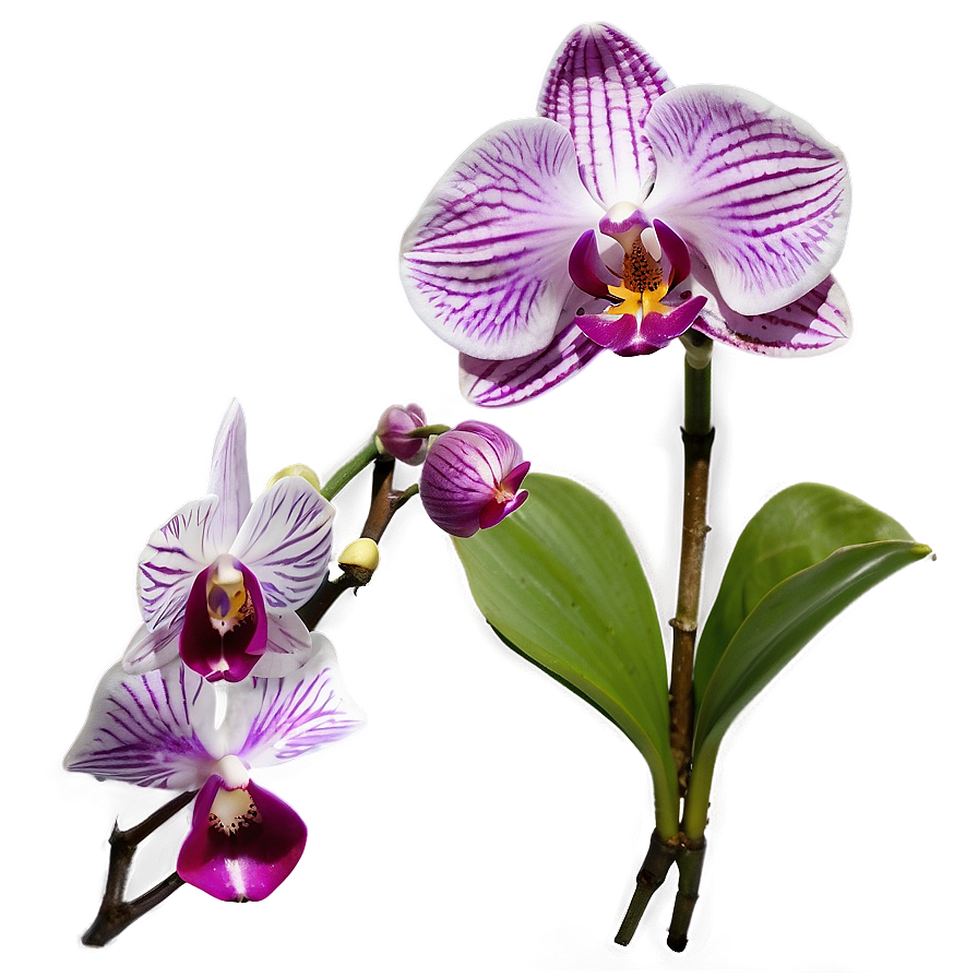 Purple Orchid Png Djc