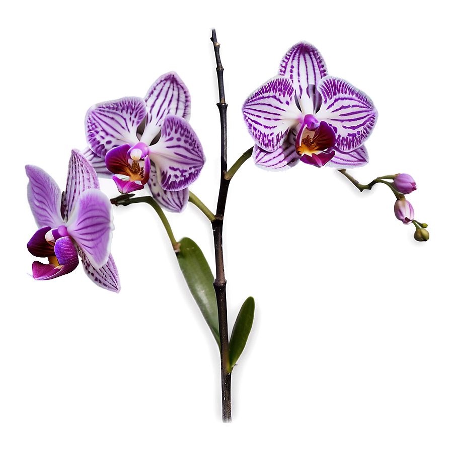 Purple Orchid Png Ysg86