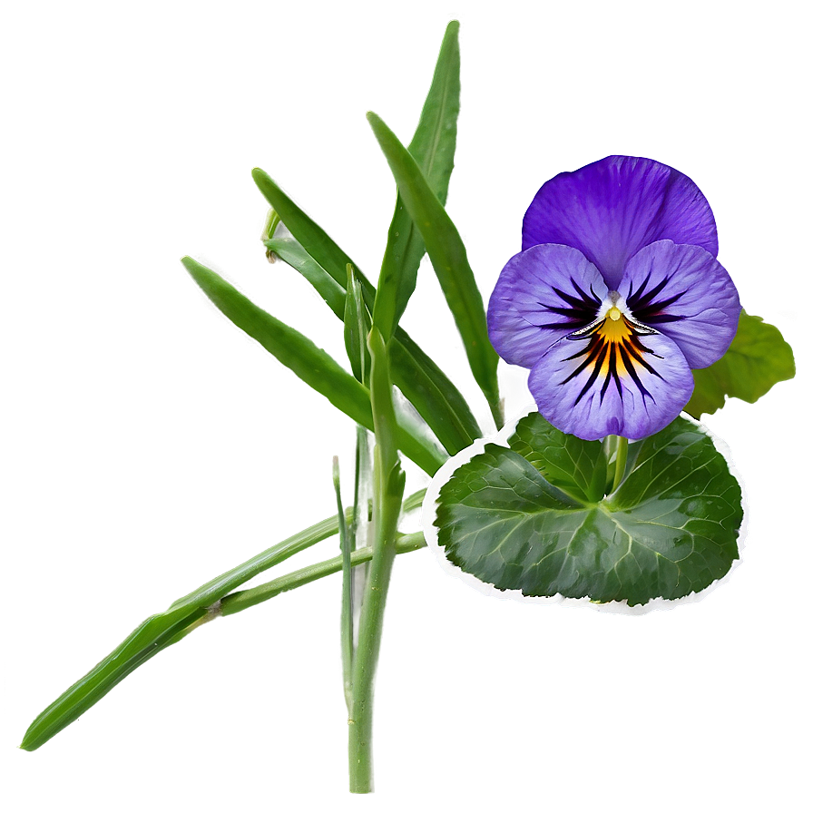 Purple Pansy Png 05242024