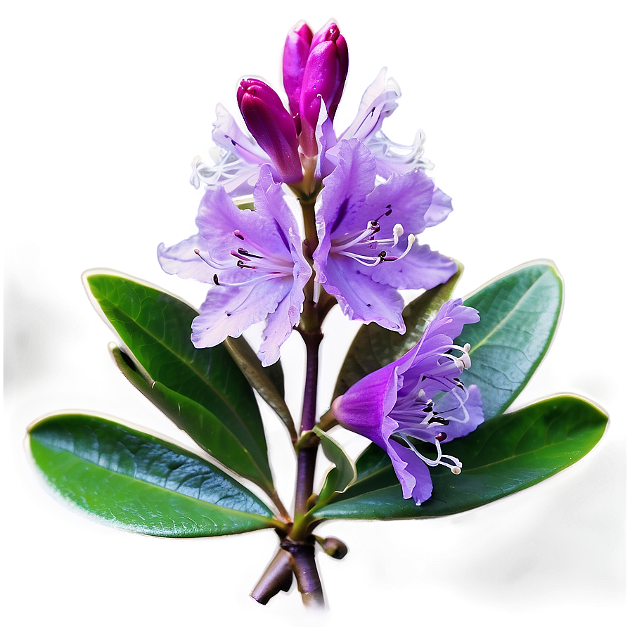 Purple Rhododendron Png 6