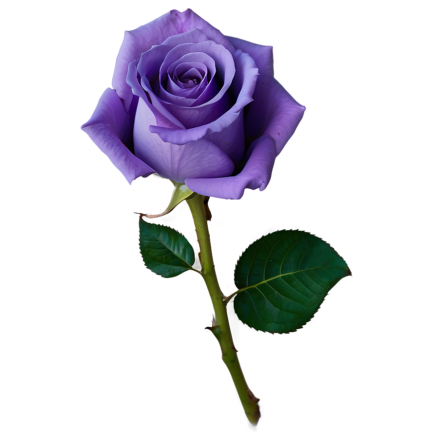 Purple Rose Png 40