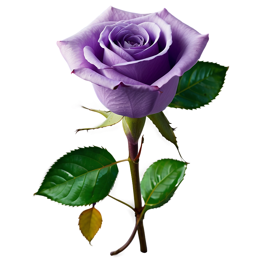 Purple Rose Png Eqs