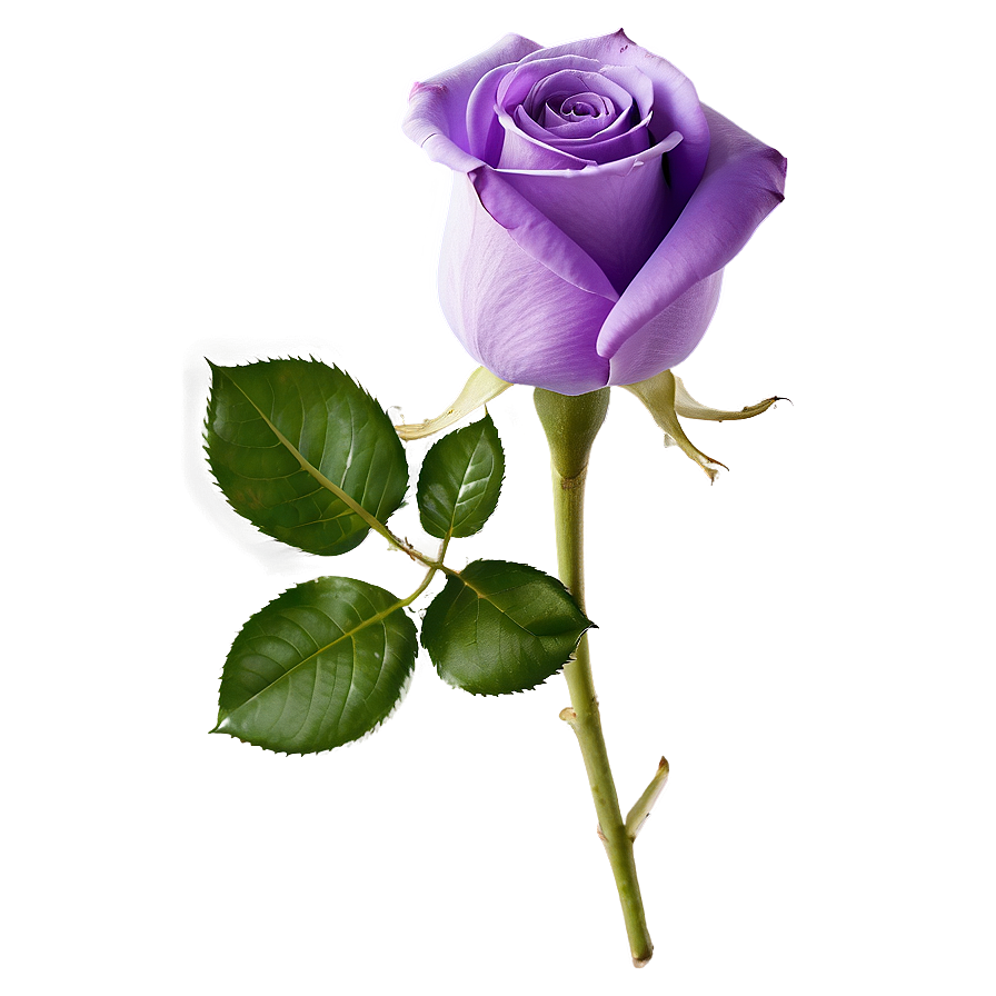 Purple Rose Png Mkd