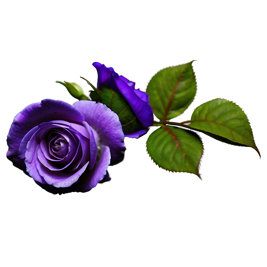 Purple Rose Png Wqw89