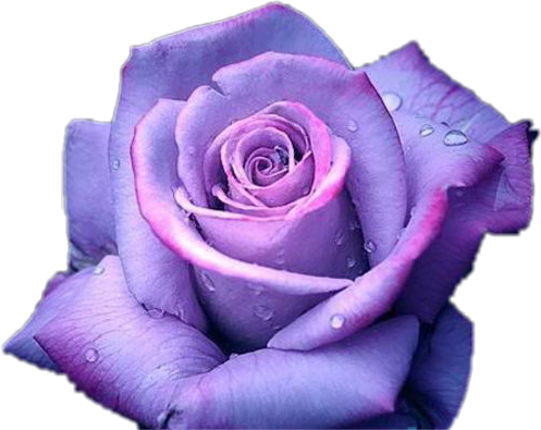 Purple Rosewith Dew Drops.png