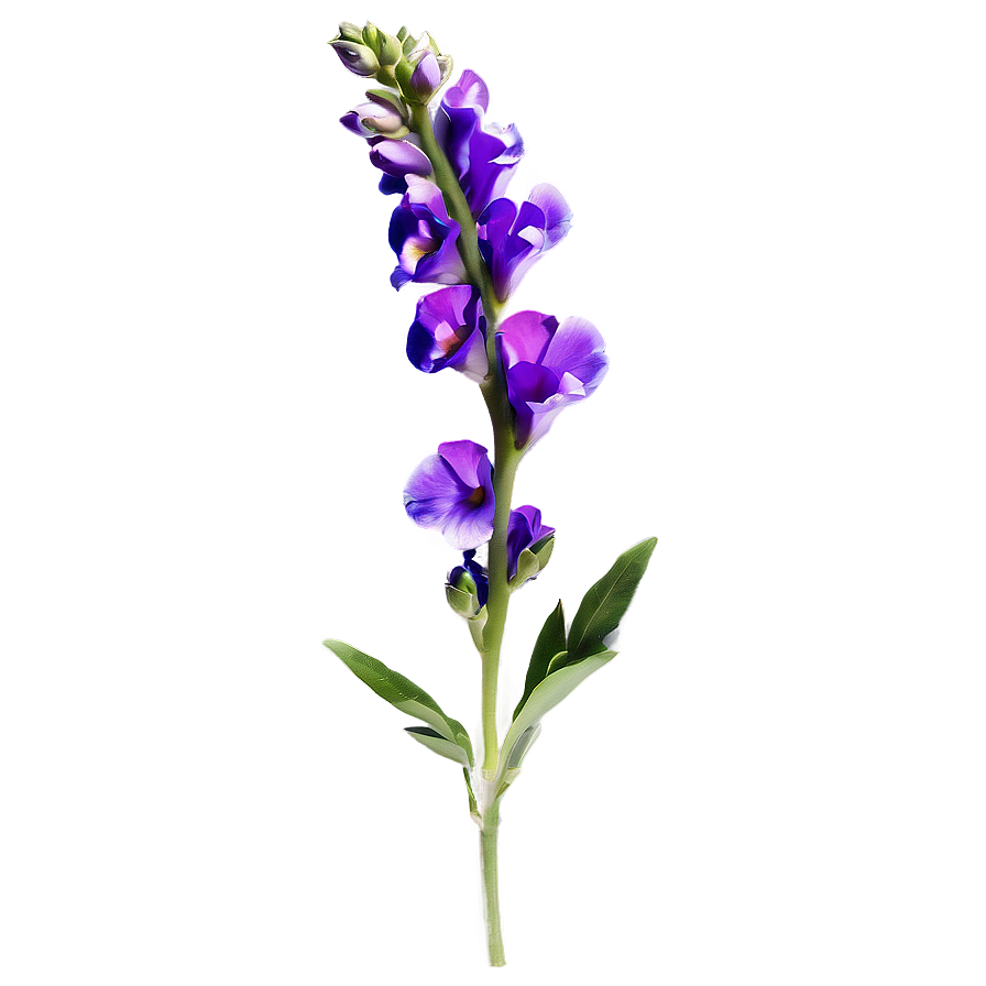 Purple Snapdragon Png 05242024