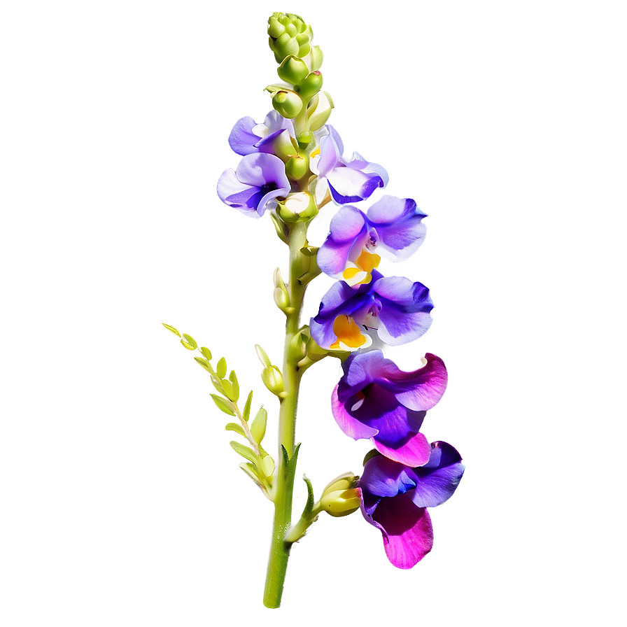 Purple Snapdragon Png Vqm