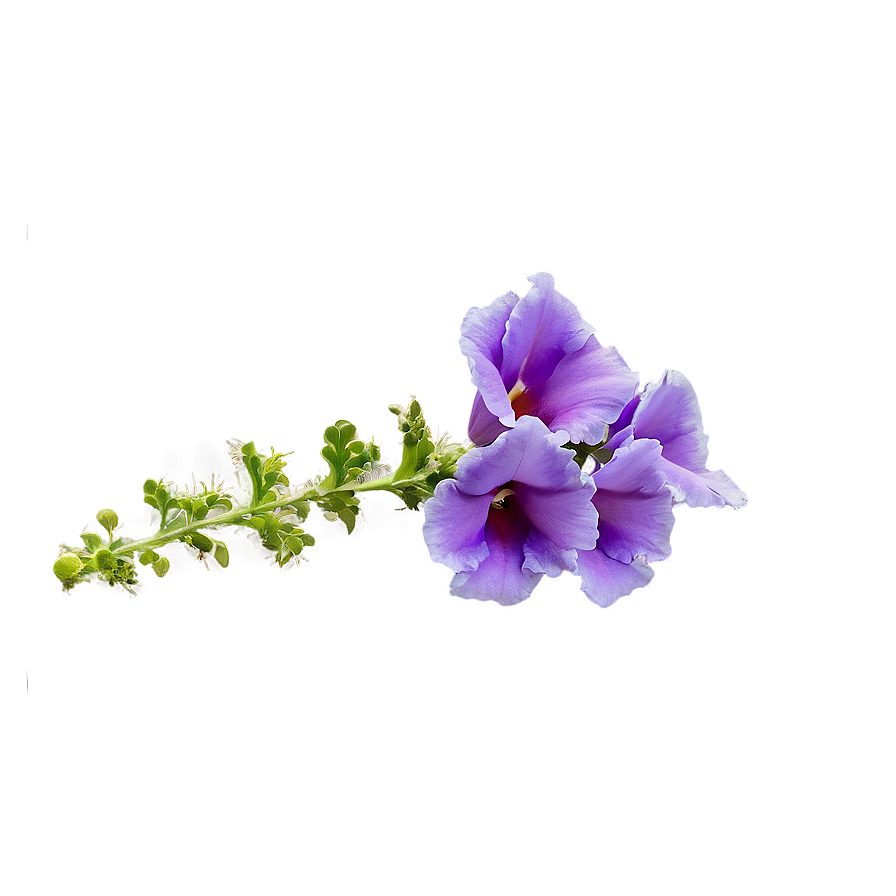 Purple Snapdragon Png Xnr93