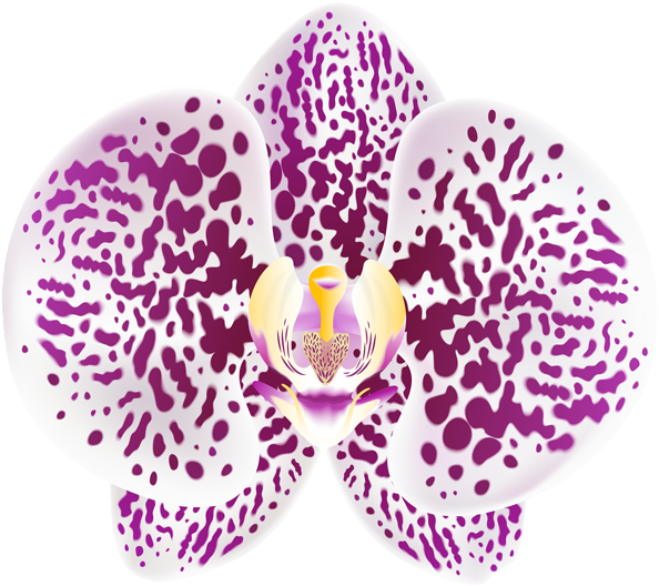 Purple Spotted Orchid Bloom