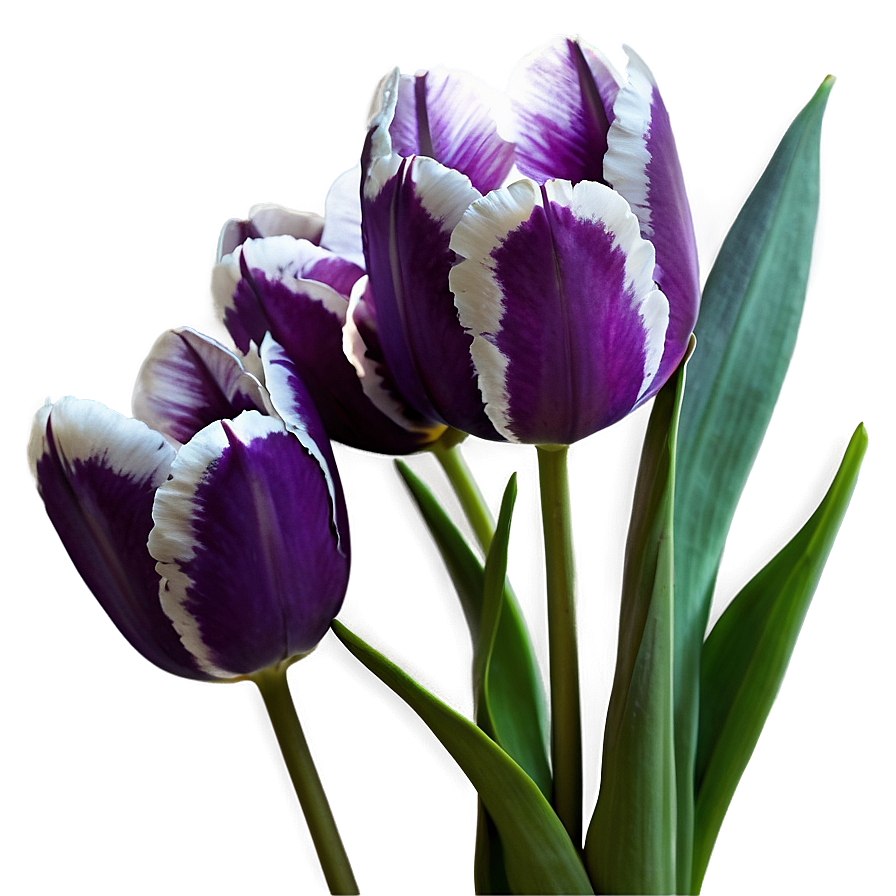 Purple Tulip Png 05212024