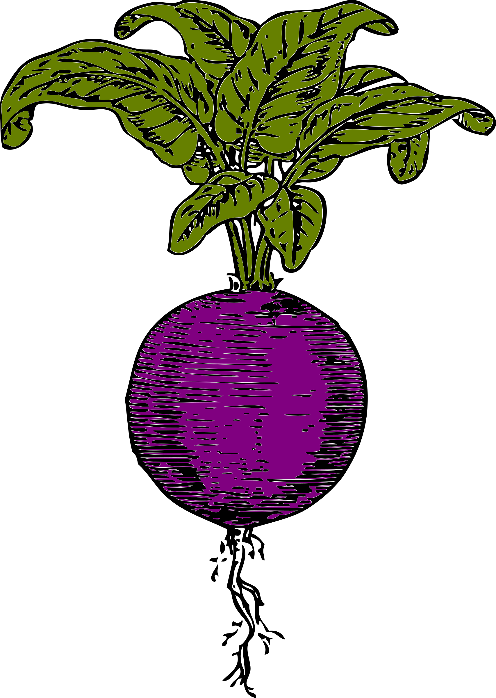 Purple Turnip Illustration.png