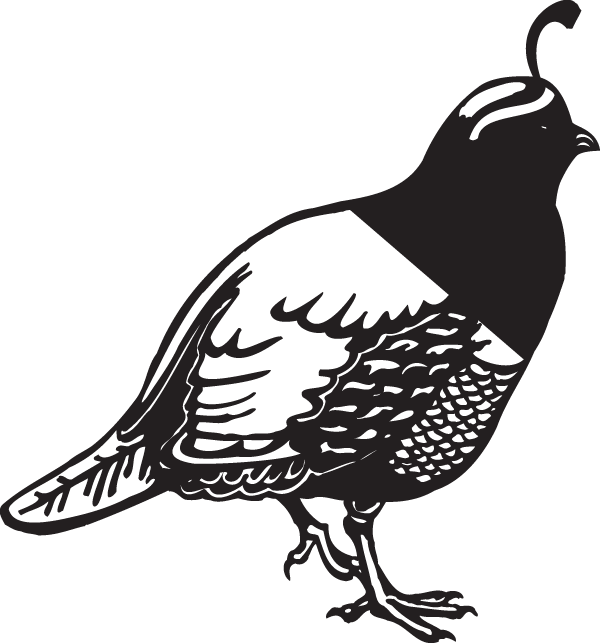 Quail Silhouette Graphic