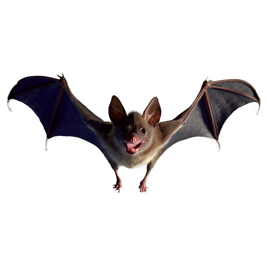 Quiet Night Bat Flying Png Woe