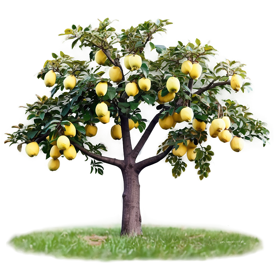 Quince Tree Png 34